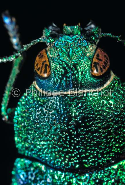Buprestis rustica.JPG - Buprestis rustica (Portrait), Bupreste rustique, Mettalic wood boring beetle, Coleoptera, Buprestidae, France